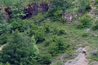 En Espagne, quelque 330 ours bruns vivent dans la chaîne de montagnes cantabrique et environ 76 autres dans les Pyrénées, selon la Fondation de l'ours brun.